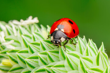Macro shots, Beautiful nature scene.  Beautiful ladybug on leaf defocused background