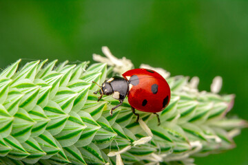 Fototapeta premium Macro shots, Beautiful nature scene. Beautiful ladybug on leaf defocused background