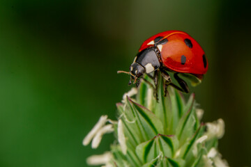 Macro shots, Beautiful nature scene.  Beautiful ladybug on leaf defocused background