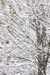 early spring snow covering hardwood tree