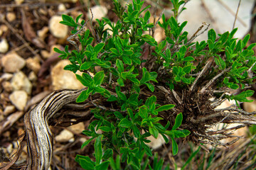 Thyme plant and flowers in natural habitat