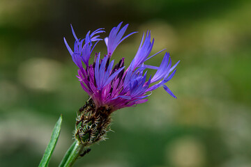 Close up beautiful shot of flower

