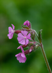 wild red campion with green background 
