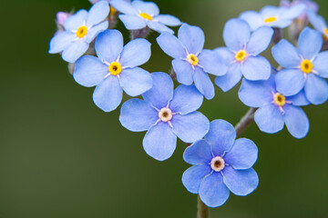 Close up beautiful shot of flower

