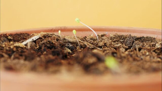 Plants come out of the dirt in a pot. The plants turn towards the sun. Shot in close-up and time lapse, indoors. Orange background. Reduced sharpness area.