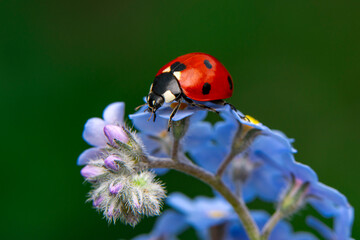 Fototapeta premium Macro shots, Beautiful nature scene. Beautiful ladybug on leaf defocused background