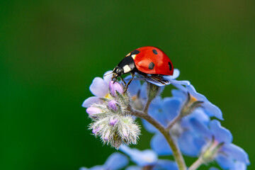 Macro shots, Beautiful nature scene.  Beautiful ladybug on leaf defocused background