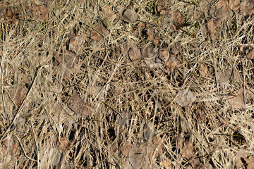 Texture of dry grass. Swamp plant. Dried stems.