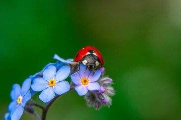 Fototapeten Schmetterling Macro shots, Beautiful nature scene.  Beautiful ladybug on leaf defocused background  © blackdiamond67
