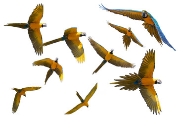 9 Yellow and blue tropical parrots isolated and FLYING, photographed from different angles, ready...