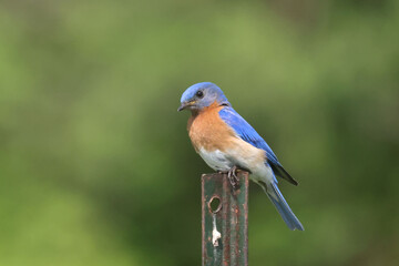 Bluebird pair on foof of nesting box on summer day