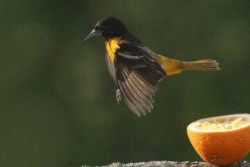 Baltimore oriole mated pair eating oranges and grape jelly and fighting over food but then sharing
