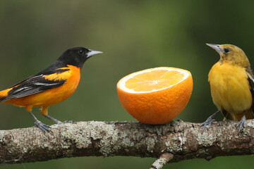Baltimore oriole mated pair eating oranges and grape jelly and fighting over food but then sharing
