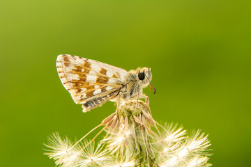 Macro Photography of Moth on Twig of Plant.
