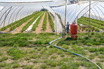 Strawberry cultivation in foil tunnel with irrigation system