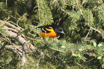 Baltimore oriole mated pair eating oranges and grape jelly and fighting over food but then sharing
