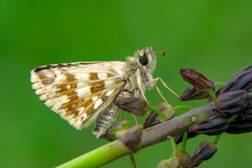 Macro Photography of Moth on Twig of Plant.