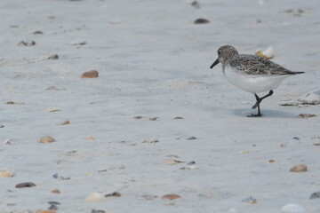 Sandpipers on the Beach