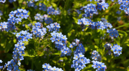 forget-me-not flower