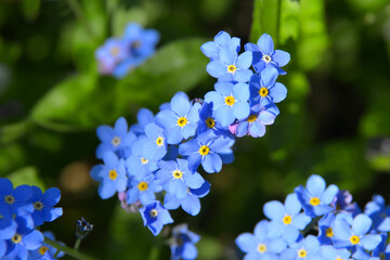 forget-me-not flower