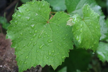 Rain drops on a grape leaf