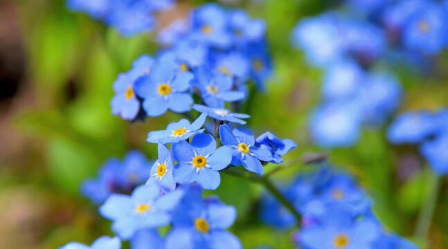 รูปภาพMiosotis – เลือกดูภาพถ่ายสต็อก เวกเตอร์ และวิดีโอ49,519 | Adobe Stock