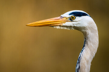 Kanadareiher in die Natur lebend