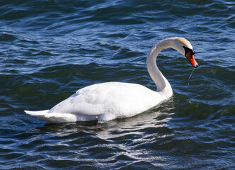 swan in lake