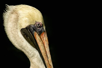 pelican on black