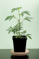 Fresh green leaves of full grown hemp - Cannabis - isolated on green background. Growing medical marijuana. Studio photograph.