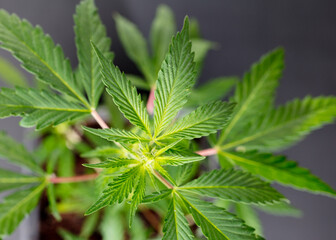 Marijuana leaves, cannabis on a dark background, beautiful background, indoor cultivation, top view
