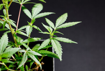 Fresh green leaves of hemp - Cannabis - isolated on dark black background. Medical marijuana cultivation. Studio photograph.