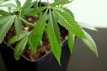 marijuana plant on black table with green background