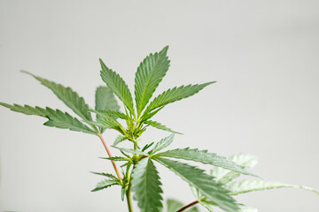 Fresh green leaves of full grown hemp - Cannabis - isolated on white background. Growing medical...