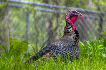 Close up of male turkey