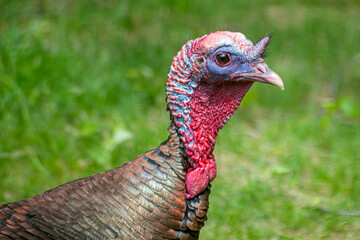 Close up of male turkey