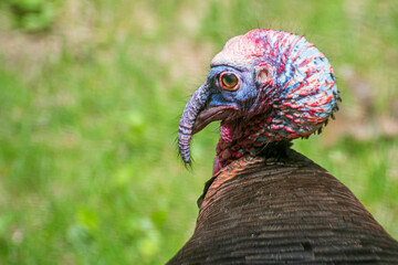 Close up of male turkey