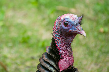 Close up of male turkey