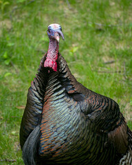 Close up of male turkey