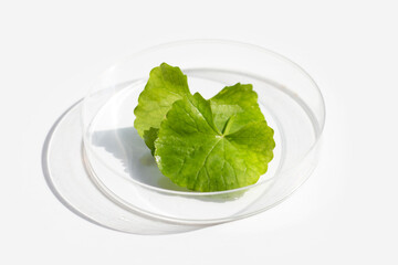 Fresh leaves of gotu kola in petri dishes on white background.