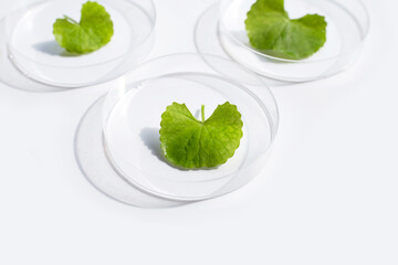 Fresh leaves of gotu kola in petri dishes on white background.