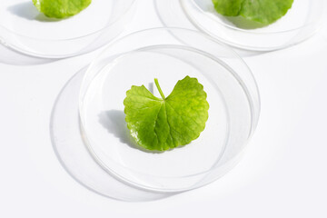 Fresh leaves of gotu kola in petri dishes on white background.