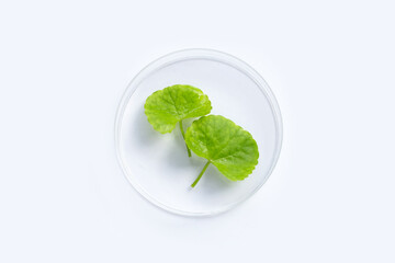 Fresh leaves of gotu kola in petri dishes on white background.
