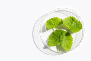 Fresh leaves of gotu kola in petri dishes on white background.