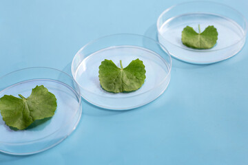Fresh leaves of gotu kola in petri dishes on blue background.