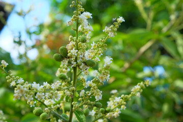 Longan flower blossoms in spring