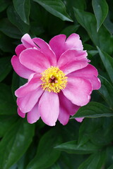 Pink blooming peony, outside shooting