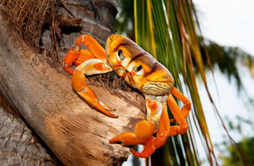 Cardisoma guanhumi, also known as the blue land crab, is a species of land crab found in tropical and subtropical estuaries and other maritime areas of Caribbean. 