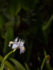 bella Iris japonica - butterfly flower - flor de mariposa - hermosa flor - flor multicolor - flor con agua - flores de verano