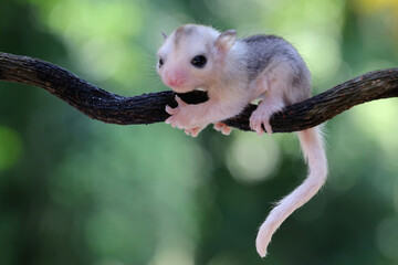 A baby sugar glider is crawling on the trunk of a vine. This marsupial mammal has the scientific...